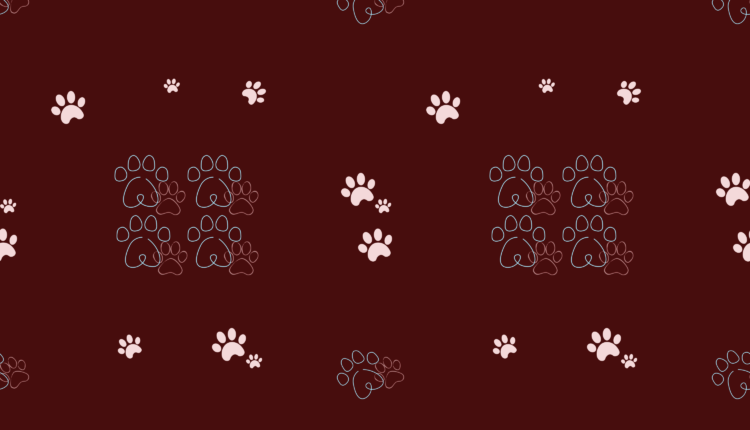 Cheetah paw pattern